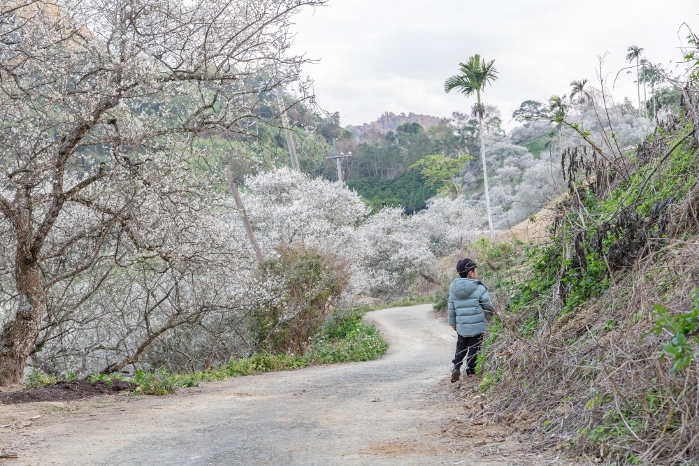 南投/國姓。九份二山「九尖茶廠梅園」｜滿山梅花鋪展、走進冬末春初的白色山景，提供餐點與咖啡小歇