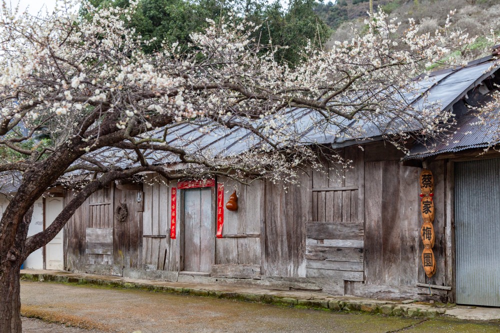 南投/信義。外坪頂「蔡家梅園」 | 古厝 × 梅花，穿過梅樹，走進老屋前的白色季節