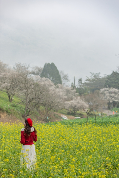 南投/信義・九份二山「七號梅莊」 | 油菜花海 × 梅樹，雙層花海與山路風景，提供自助式熱酸梅汁的山裡人情味