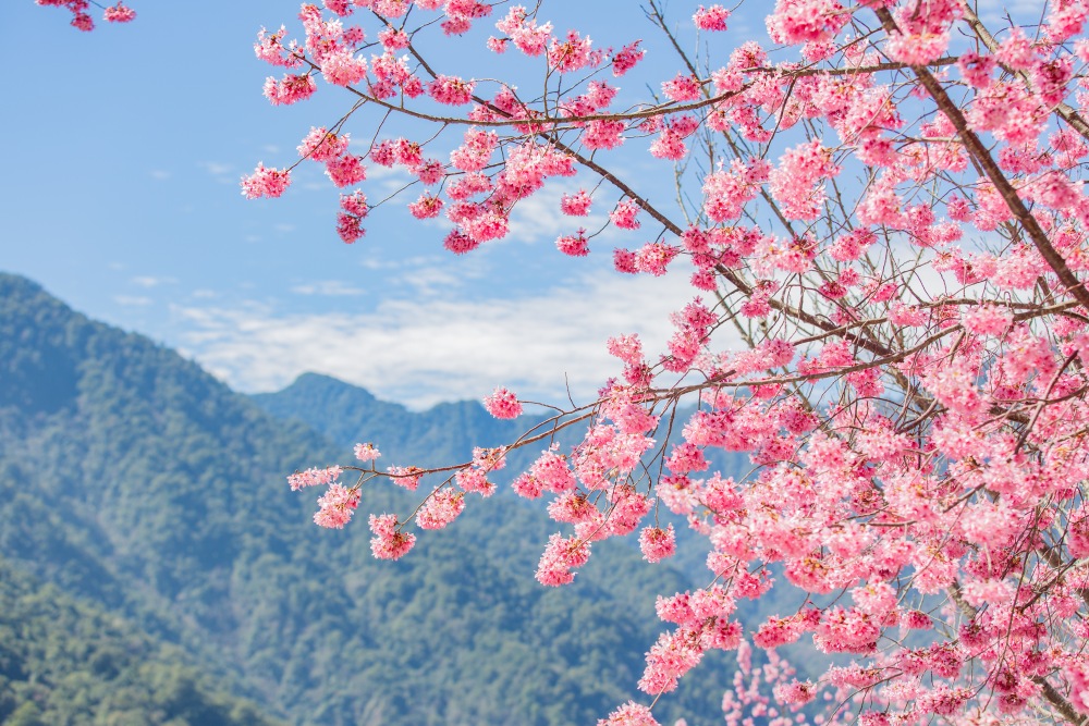 新竹/尖石・司馬庫斯櫻花季｜走進上帝的部落，訂房、車輛通行證怎麼申請？一日遊與二天一夜實際比較