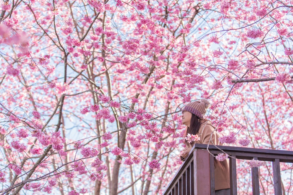 新竹/尖石．泰崗部落櫻花秘境「財伯觀光果園」 | 粉紅昭和櫻與金黃油菜花交織的絕美花海、收藏全台最浪漫的「雙色漸層」