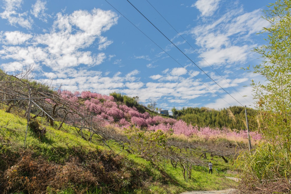 新竹/尖石．「泰崗茶園櫻花林」 | 隱身在「竹60鄉道36.6K」、雜草與芒草間綻放的最美櫻花秘境