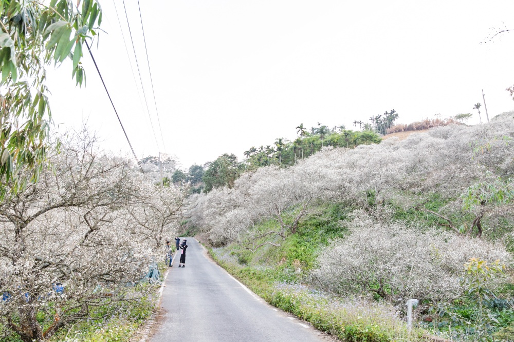 南投/國姓。九份二山「九尖茶廠梅園」｜滿山梅花鋪展、走進冬末春初的白色山景，提供餐點與咖啡小歇