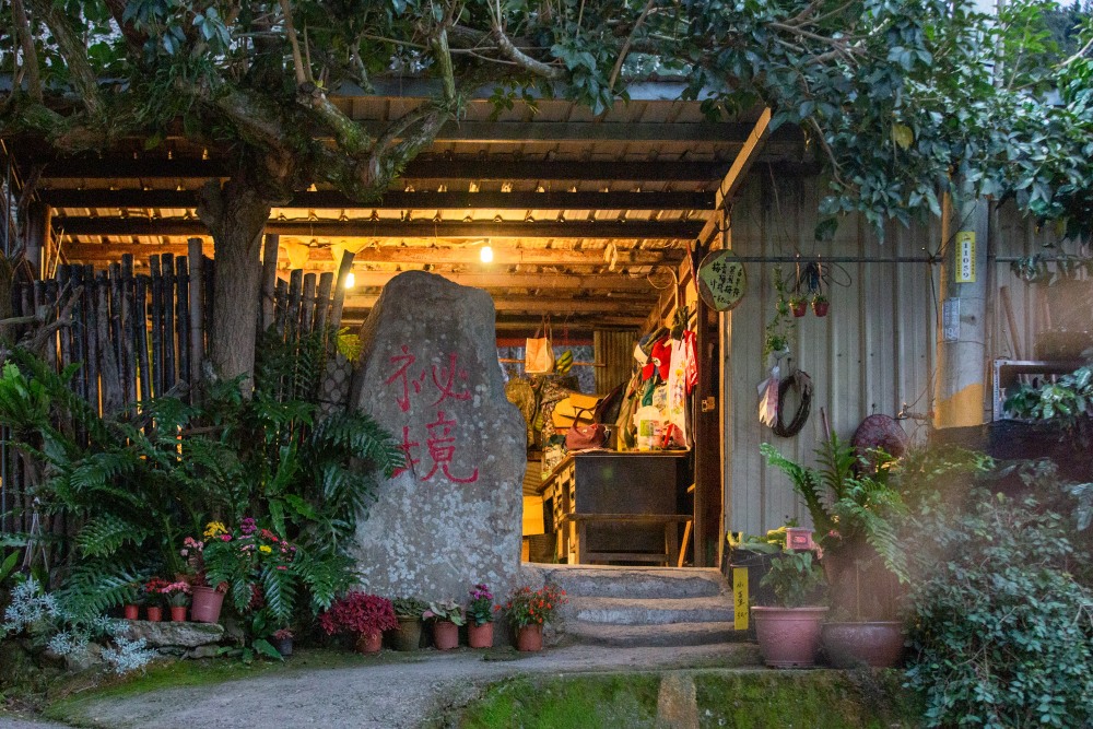 南投/信義。外坪頂「蔡家梅園」 | 古厝 × 梅花，穿過梅樹，走進老屋前的白色季節