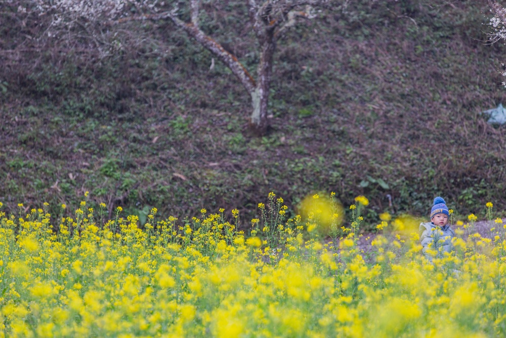 南投/信義・九份二山「七號梅莊」 | 油菜花海 × 梅樹，雙層花海與山路風景，提供自助式熱酸梅汁的山裡人情味
