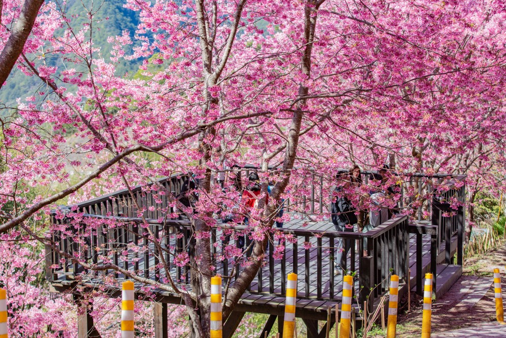 新竹/尖石・司馬庫斯櫻花季｜走進上帝的部落，訂房、車輛通行證怎麼申請？一日遊與二天一夜實際比較