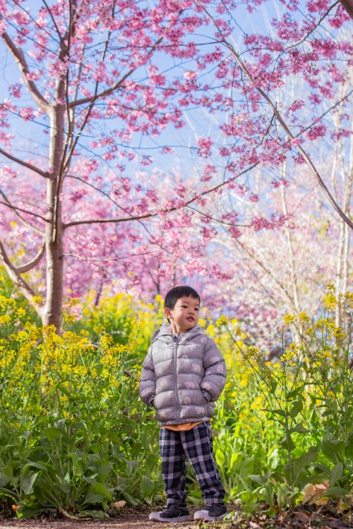 新竹/尖石．泰崗部落櫻花秘境「財伯觀光果園」 | 粉紅昭和櫻與金黃油菜花交織的絕美花海、收藏全台最浪漫的「雙色漸層」