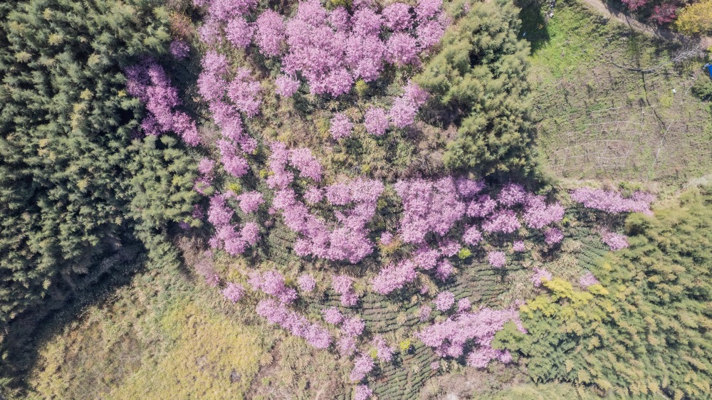 新竹/尖石．「泰崗茶園櫻花林」 | 隱身在「竹60鄉道36.6K」、雜草與芒草間綻放的最美櫻花秘境