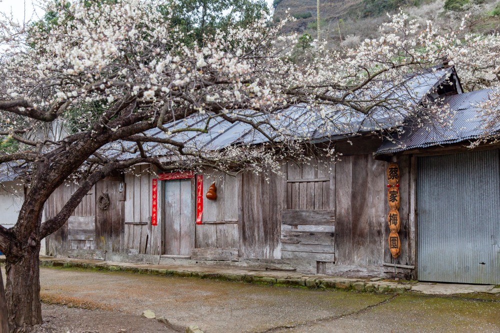 南投/信義。外坪頂「蔡家梅園」 | 古厝 × 梅花，穿過梅樹，走進老屋前的白色季節