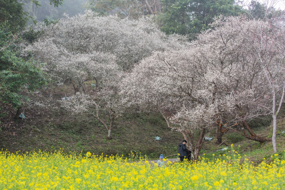 南投/信義・九份二山「七號梅莊」 | 油菜花海 × 梅樹，雙層花海與山路風景，提供自助式熱酸梅汁的山裡人情味