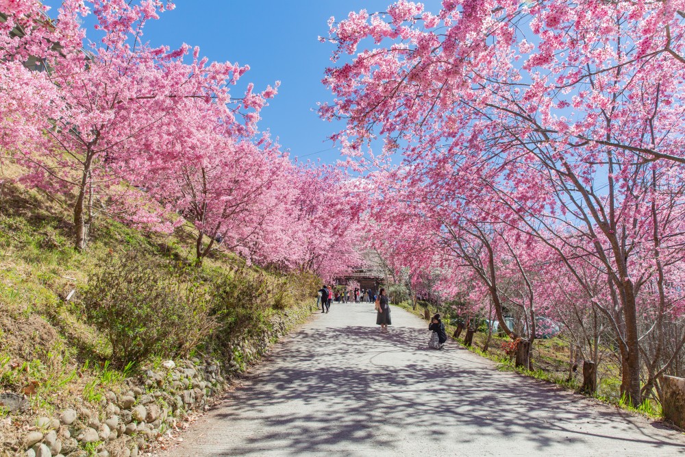 新竹/尖石・司馬庫斯櫻花季｜走進上帝的部落，訂房、車輛通行證怎麼申請？一日遊與二天一夜實際比較