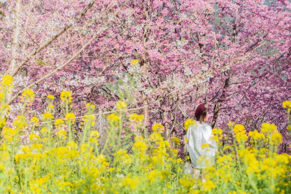 新竹/尖石．泰崗部落櫻花秘境「財伯觀光果園」 | 粉紅昭和櫻與金黃油菜花交織的絕美花海、收藏全台最浪漫的「雙色漸層」