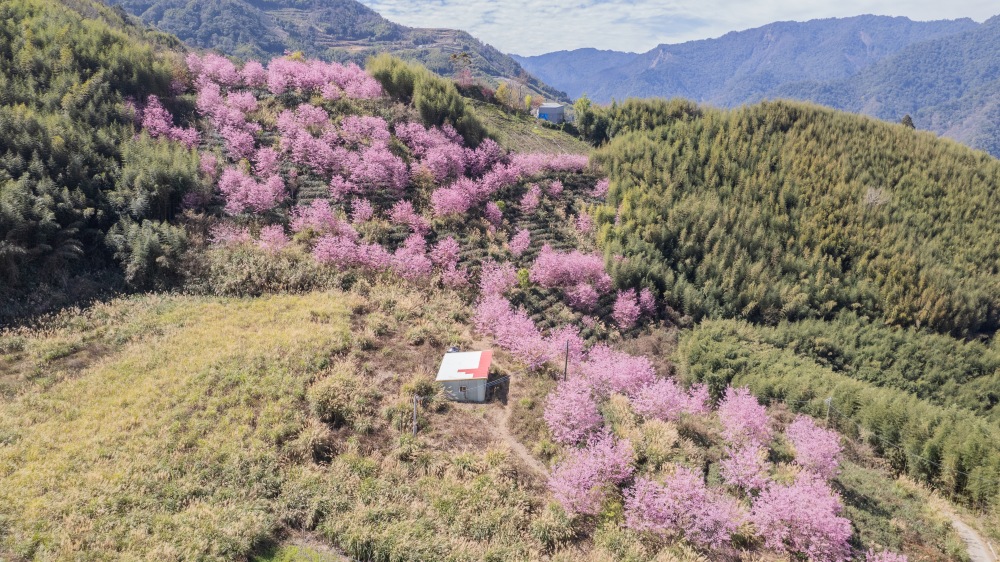 新竹/尖石．「泰崗茶園櫻花林」 | 隱身在「竹60鄉道36.6K」、雜草與芒草間綻放的最美櫻花秘境
