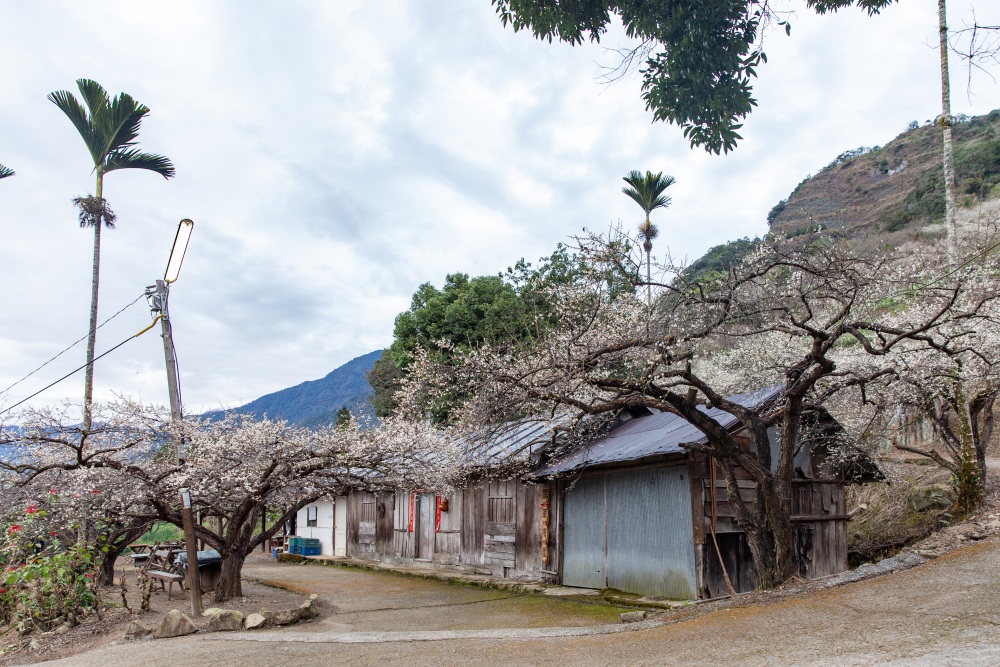 南投/信義。外坪頂「蔡家梅園」 | 古厝 × 梅花，穿過梅樹，走進老屋前的白色季節