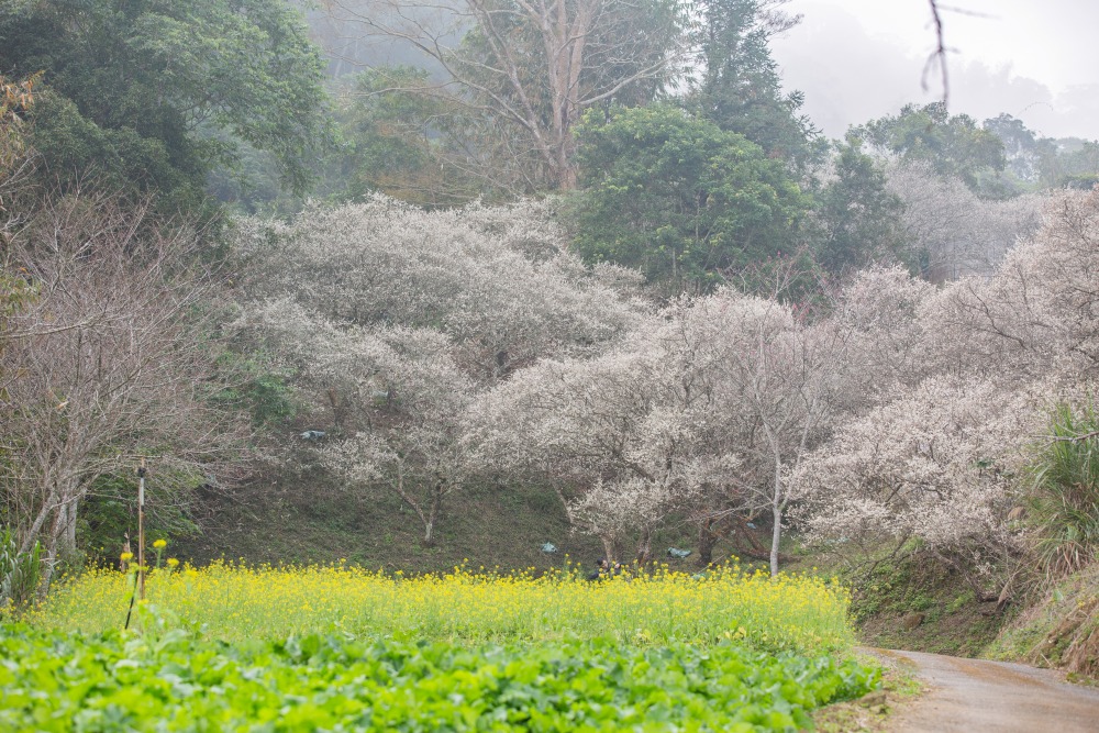 南投/信義・九份二山「七號梅莊」 | 油菜花海 × 梅樹，雙層花海與山路風景，提供自助式熱酸梅汁的山裡人情味
