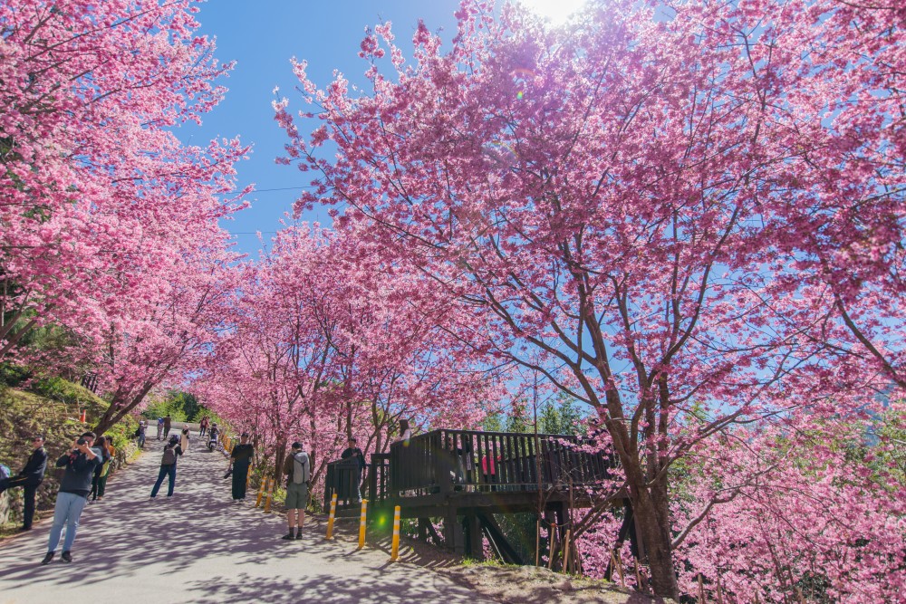 新竹/尖石・司馬庫斯櫻花季｜走進上帝的部落，訂房、車輛通行證怎麼申請？一日遊與二天一夜實際比較