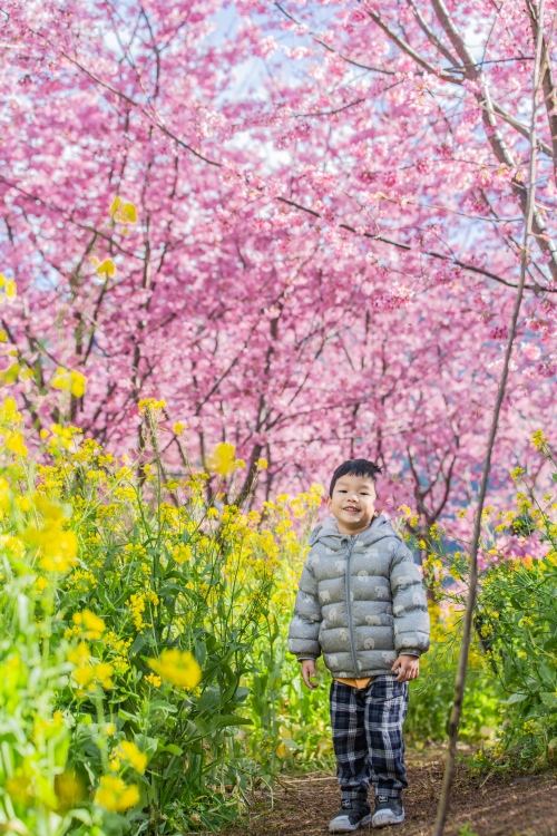 新竹/尖石．泰崗部落櫻花秘境「財伯觀光果園」 | 粉紅昭和櫻與金黃油菜花交織的絕美花海、收藏全台最浪漫的「雙色漸層」