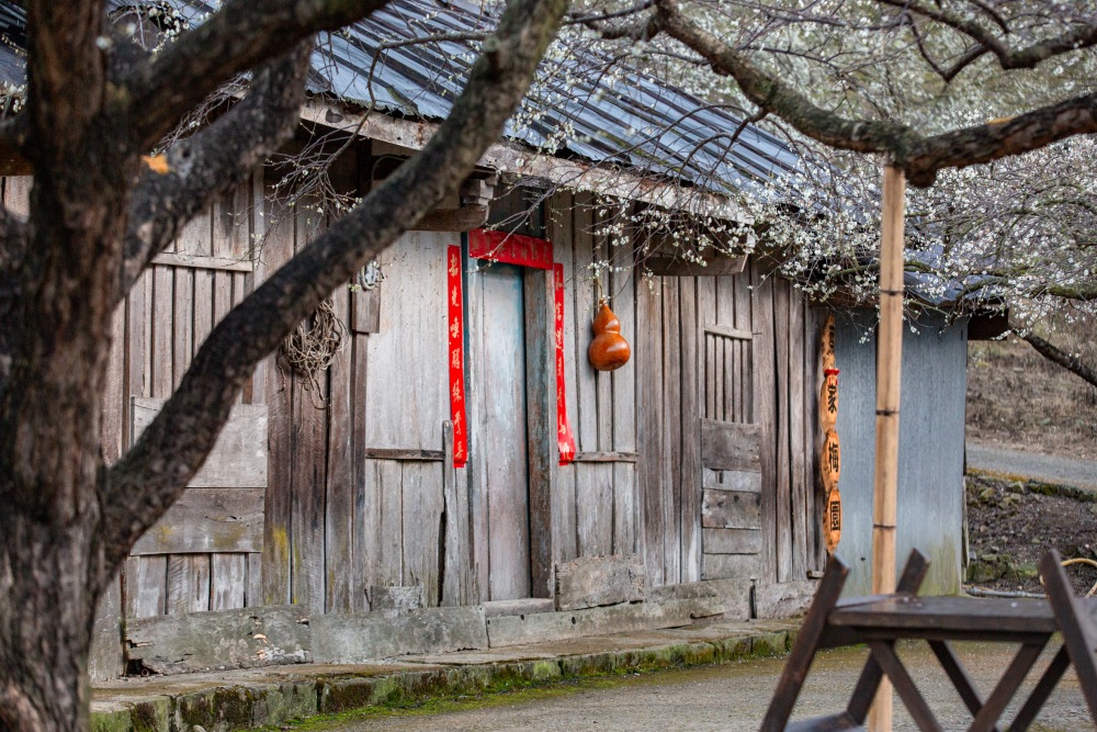 南投/信義。外坪頂「蔡家梅園」 | 古厝 × 梅花，穿過梅樹，走進老屋前的白色季節