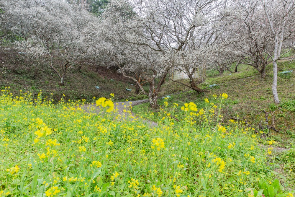 南投/信義・九份二山「七號梅莊」 | 油菜花海 × 梅樹，雙層花海與山路風景，提供自助式熱酸梅汁的山裡人情味