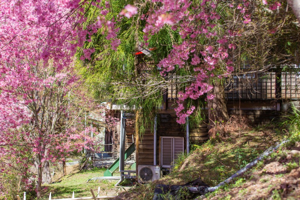 新竹/尖石・司馬庫斯櫻花季｜走進上帝的部落，訂房、車輛通行證怎麼申請？一日遊與二天一夜實際比較