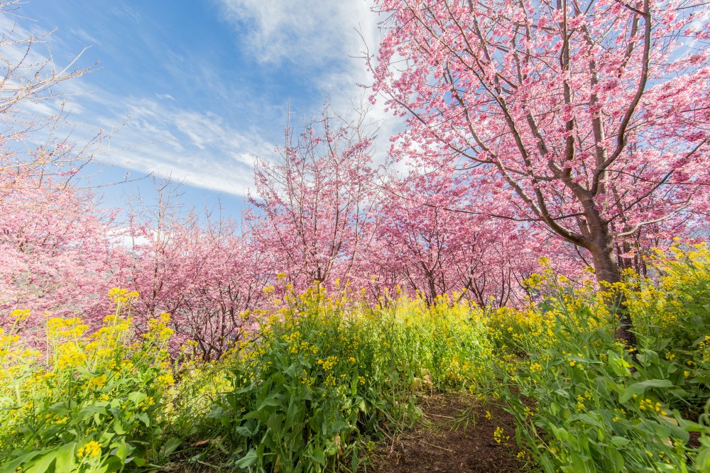 新竹/尖石．泰崗部落櫻花秘境「財伯觀光果園」 | 粉紅昭和櫻與金黃油菜花交織的絕美花海、收藏全台最浪漫的「雙色漸層」