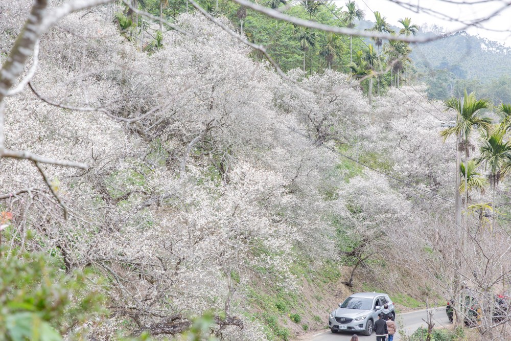 南投/國姓。九份二山「九尖茶廠梅園」｜滿山梅花鋪展、走進冬末春初的白色山景，提供餐點與咖啡小歇