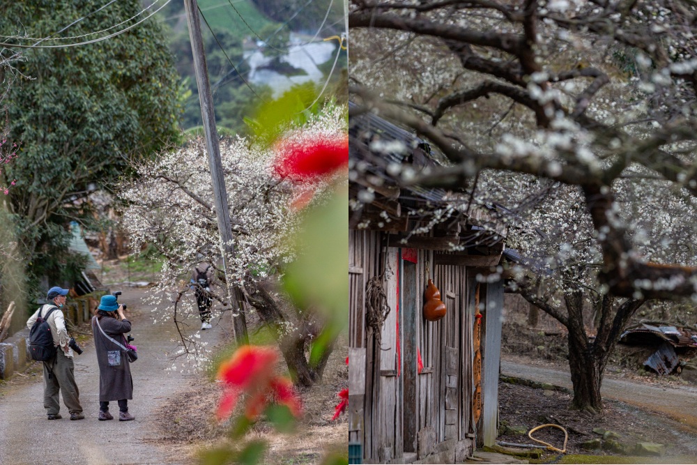 南投/信義。外坪頂「蔡家梅園」 | 古厝 × 梅花，穿過梅樹，走進老屋前的白色季節
