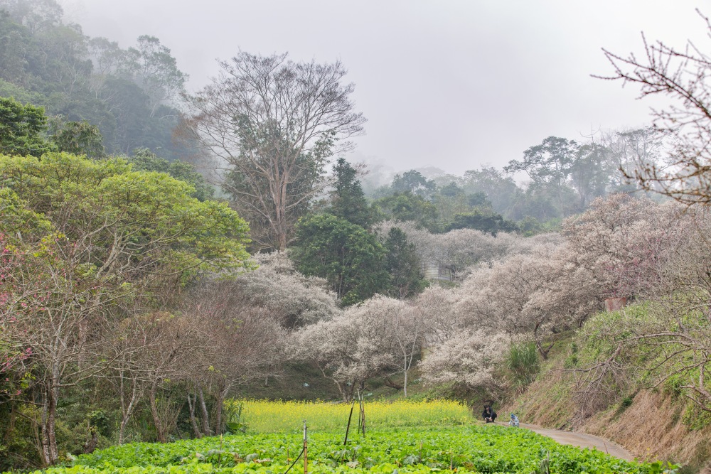 南投/信義・九份二山「七號梅莊」 | 油菜花海 × 梅樹，雙層花海與山路風景，提供自助式熱酸梅汁的山裡人情味