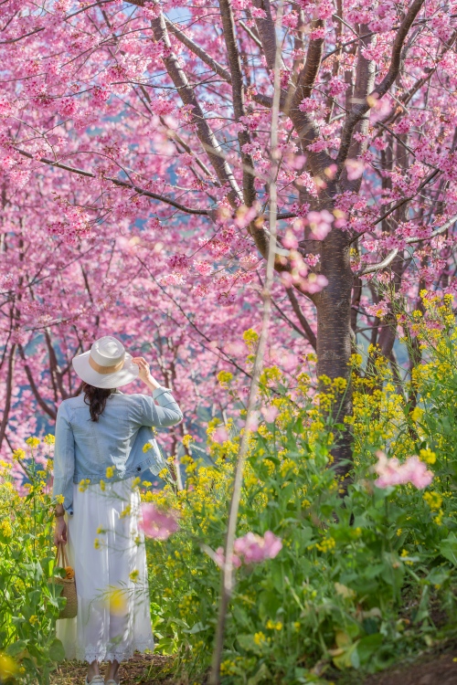 新竹/尖石．泰崗部落櫻花秘境「財伯觀光果園」 | 粉紅昭和櫻與金黃油菜花交織的絕美花海、收藏全台最浪漫的「雙色漸層」