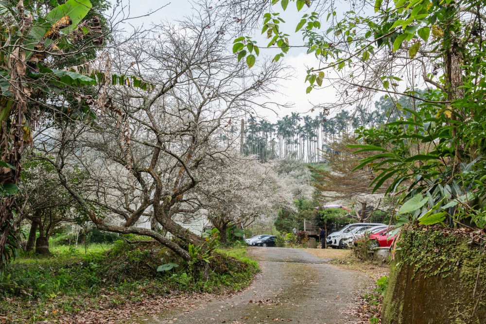 南投/信義・九份二山「七號梅莊」 | 油菜花海 × 梅樹，雙層花海與山路風景，提供自助式熱酸梅汁的山裡人情味