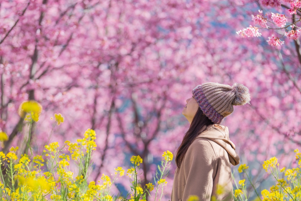 新竹/尖石．泰崗部落櫻花秘境「財伯觀光果園」 | 粉紅昭和櫻與金黃油菜花交織的絕美花海、收藏全台最浪漫的「雙色漸層」