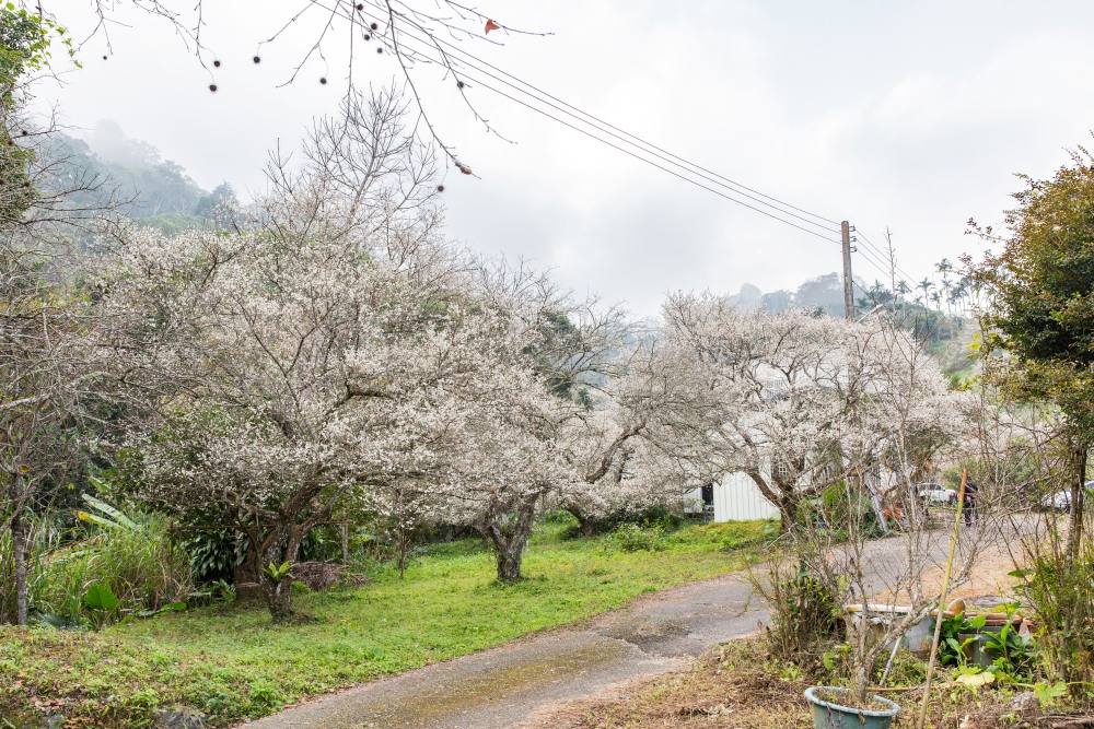 南投/信義・九份二山「七號梅莊」 | 油菜花海 × 梅樹，雙層花海與山路風景，提供自助式熱酸梅汁的山裡人情味