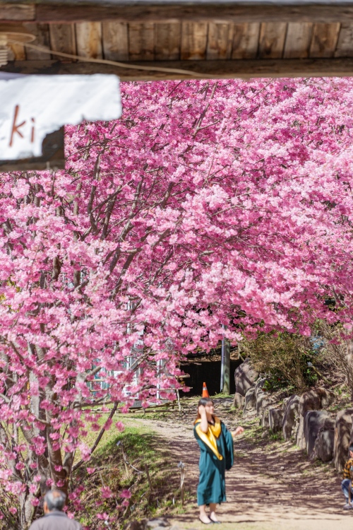 新竹/尖石・司馬庫斯櫻花季｜走進上帝的部落，訂房、車輛通行證怎麼申請？一日遊與二天一夜實際比較