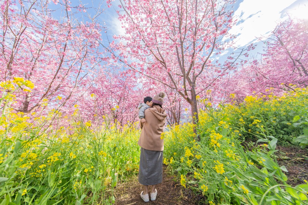 新竹/尖石．泰崗部落櫻花秘境「財伯觀光果園」 | 粉紅昭和櫻與金黃油菜花交織的絕美花海、收藏全台最浪漫的「雙色漸層」