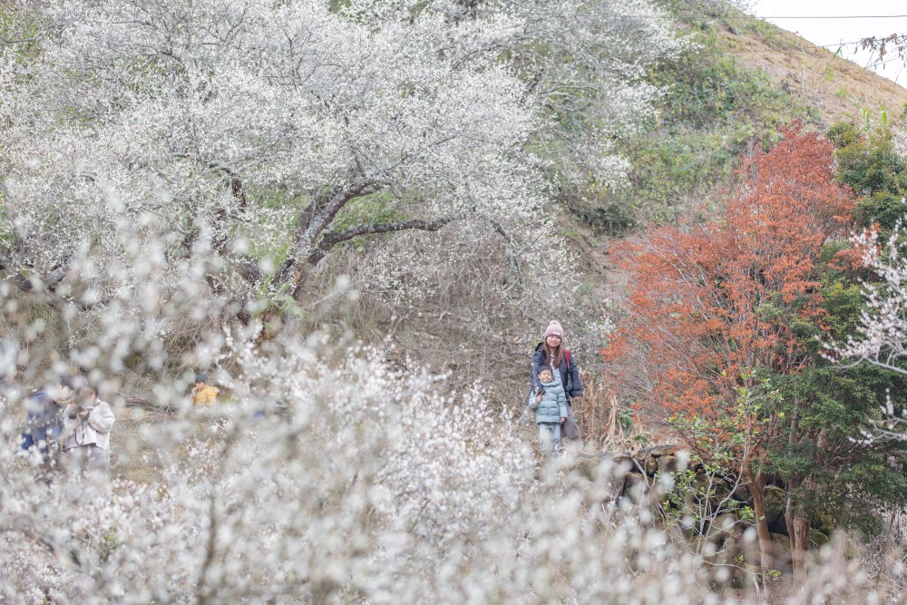南投/國姓。九份二山「九尖茶廠梅園」｜滿山梅花鋪展、走進冬末春初的白色山景，提供餐點與咖啡小歇