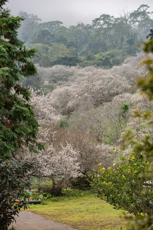 南投/信義・九份二山「七號梅莊」 | 油菜花海 × 梅樹，雙層花海與山路風景，提供自助式熱酸梅汁的山裡人情味