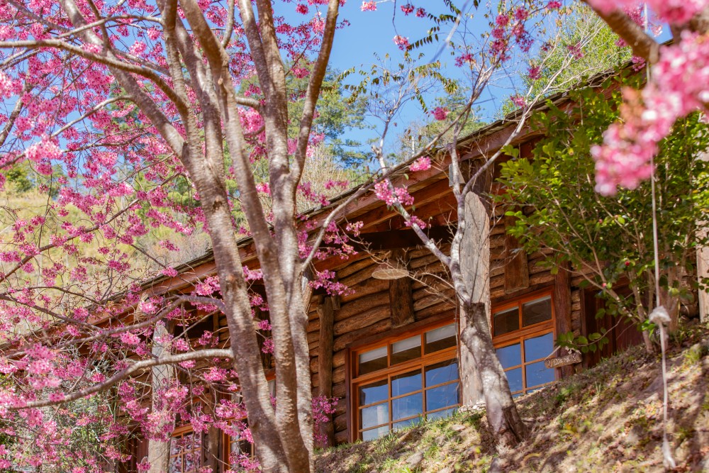 新竹/尖石・司馬庫斯櫻花季｜走進上帝的部落，訂房、車輛通行證怎麼申請？一日遊與二天一夜實際比較