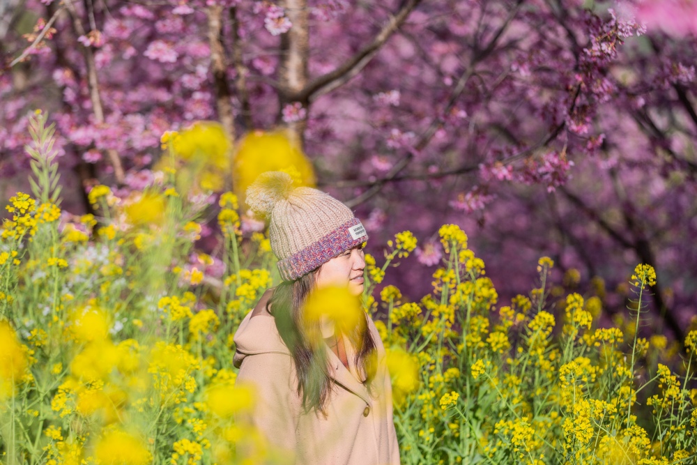 新竹/尖石．泰崗部落櫻花秘境「財伯觀光果園」 | 粉紅昭和櫻與金黃油菜花交織的絕美花海、收藏全台最浪漫的「雙色漸層」