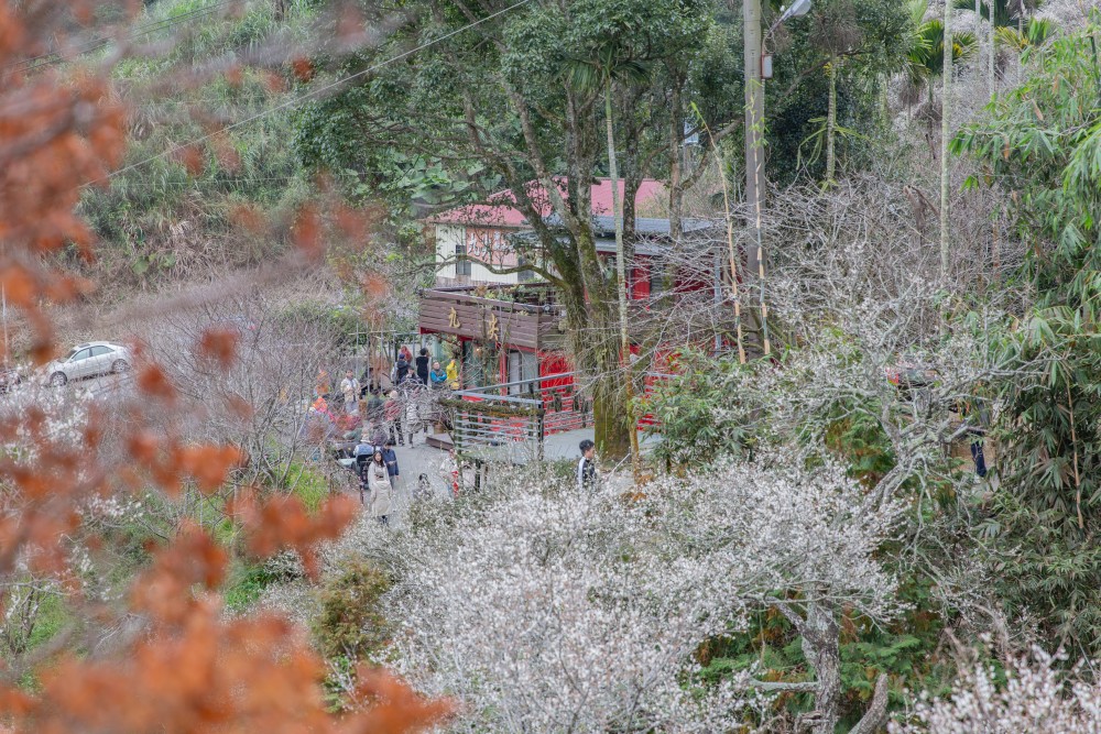 南投/國姓。九份二山「九尖茶廠梅園」｜滿山梅花鋪展、走進冬末春初的白色山景，提供餐點與咖啡小歇