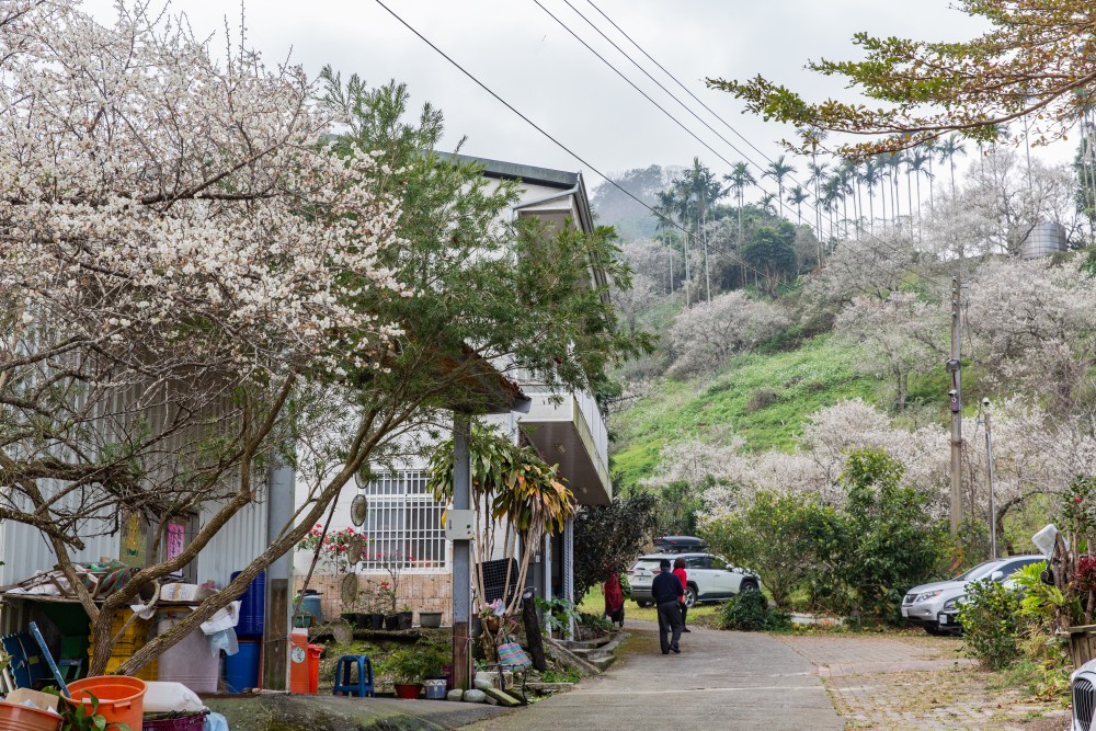 南投/信義・九份二山「七號梅莊」 | 油菜花海 × 梅樹，雙層花海與山路風景，提供自助式熱酸梅汁的山裡人情味