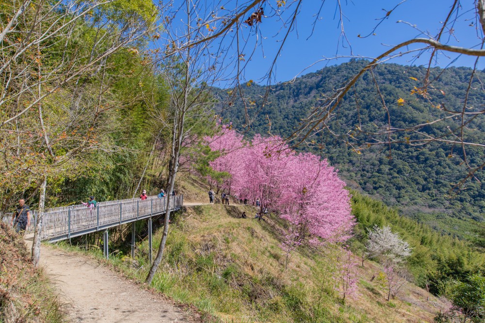 新竹/尖石・司馬庫斯櫻花季｜走進上帝的部落，訂房、車輛通行證怎麼申請？一日遊與二天一夜實際比較