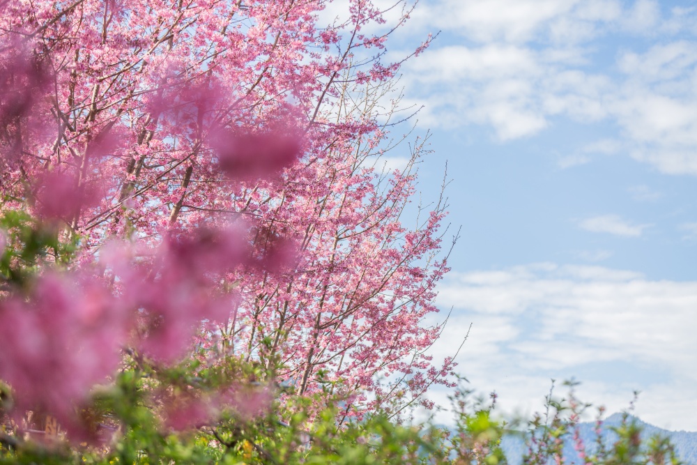 新竹/尖石．泰崗部落櫻花秘境「財伯觀光果園」 | 粉紅昭和櫻與金黃油菜花交織的絕美花海、收藏全台最浪漫的「雙色漸層」