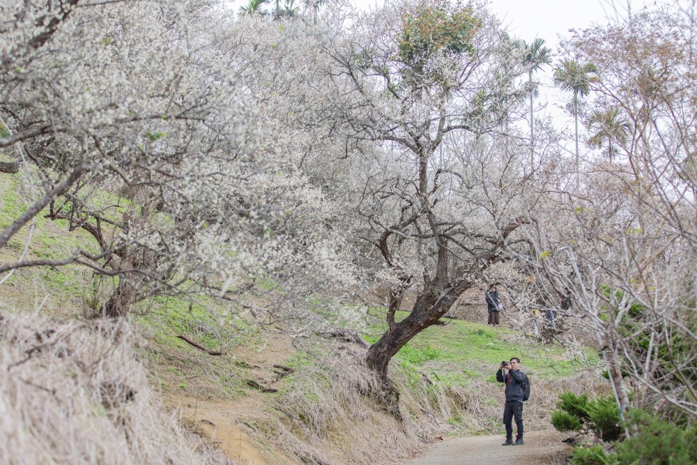 南投/國姓。九份二山「九尖茶廠梅園」｜滿山梅花鋪展、走進冬末春初的白色山景，提供餐點與咖啡小歇