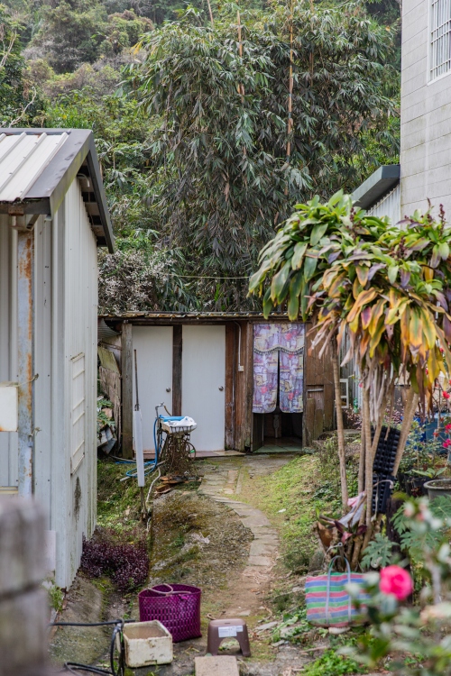 南投/信義・九份二山「七號梅莊」 | 油菜花海 × 梅樹，雙層花海與山路風景，提供自助式熱酸梅汁的山裡人情味