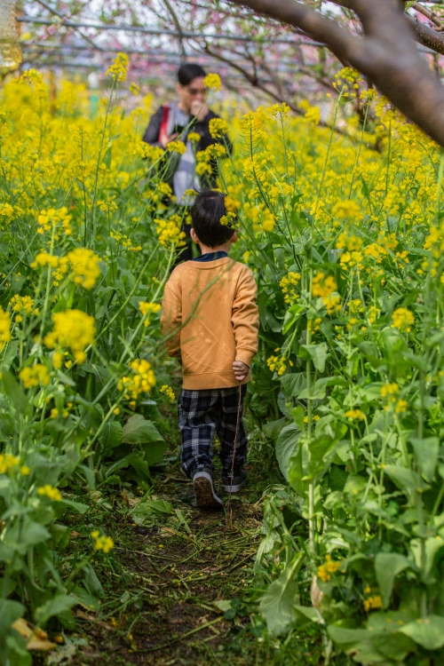 新竹/尖石．泰崗部落櫻花秘境「財伯觀光果園」 | 粉紅昭和櫻與金黃油菜花交織的絕美花海、收藏全台最浪漫的「雙色漸層」