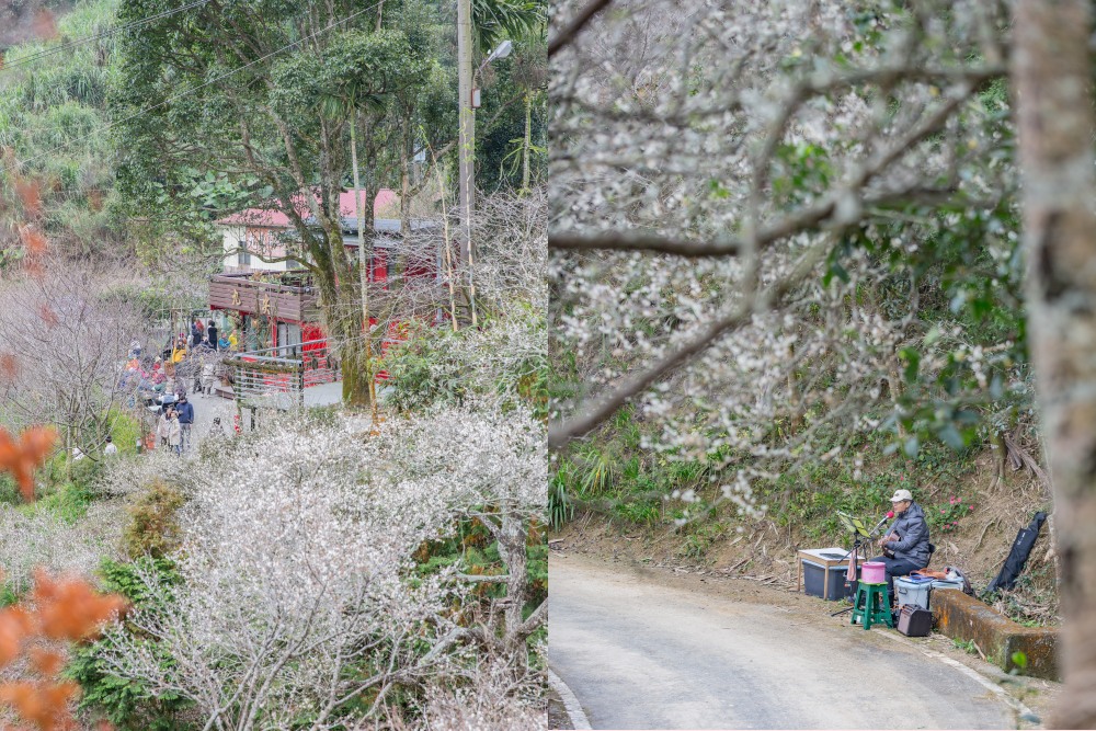 南投/國姓。九份二山「九尖茶廠梅園」｜滿山梅花鋪展、走進冬末春初的白色山景，提供餐點與咖啡小歇