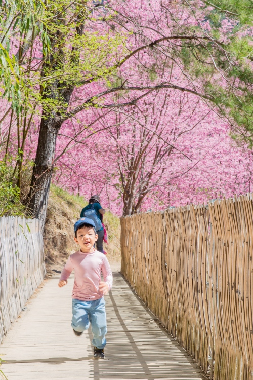 新竹/尖石・司馬庫斯櫻花季｜走進上帝的部落，訂房、車輛通行證怎麼申請？一日遊與二天一夜實際比較