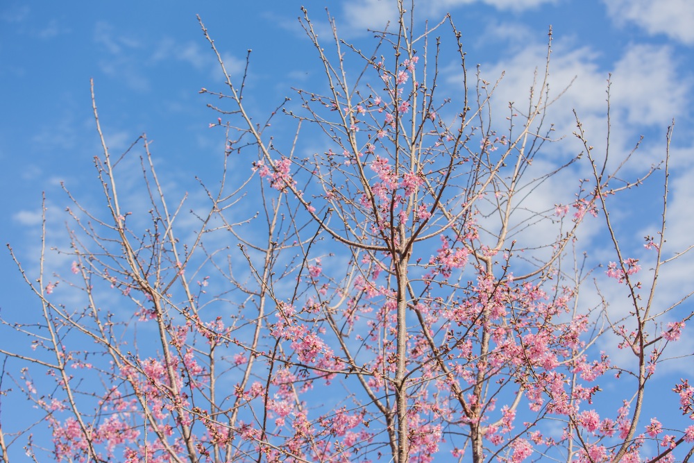 新竹/尖石．泰崗部落櫻花秘境「財伯觀光果園」 | 粉紅昭和櫻與金黃油菜花交織的絕美花海、收藏全台最浪漫的「雙色漸層」