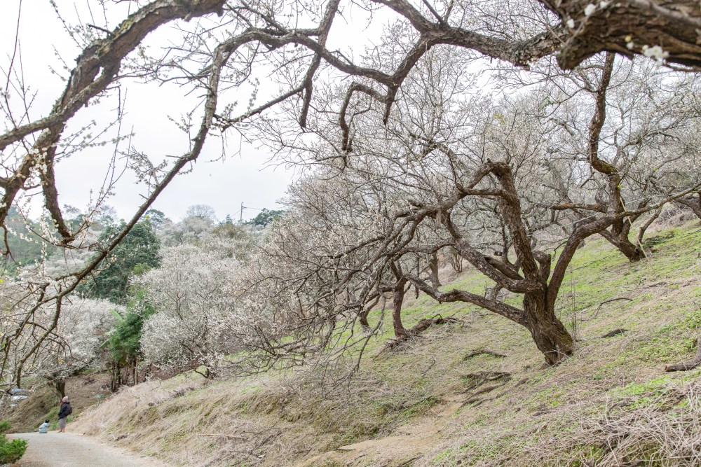 南投/國姓。九份二山「九尖茶廠梅園」｜滿山梅花鋪展、走進冬末春初的白色山景，提供餐點與咖啡小歇