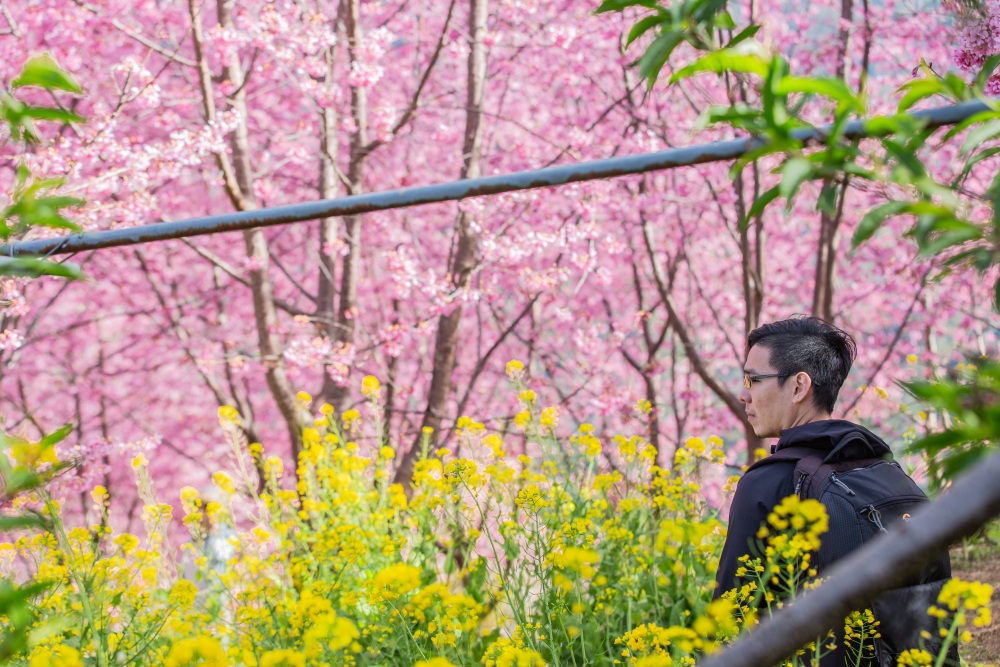 新竹/尖石．泰崗部落櫻花秘境「財伯觀光果園」 | 粉紅昭和櫻與金黃油菜花交織的絕美花海、收藏全台最浪漫的「雙色漸層」